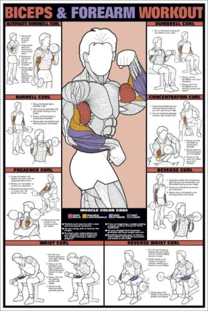 Biceps and Forearm Arm Fitness Professional Instructional Workout Wall Chart Poster - Fitnus Posters Inc